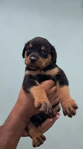 ROTTWEILER MACHO E FÊMEA