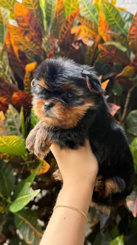 Yorkshire Macho mini