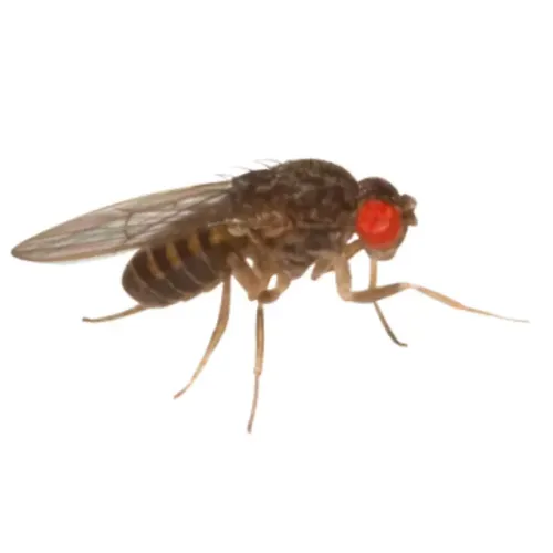 Drosophilas Hydei (Alimento Vivo)