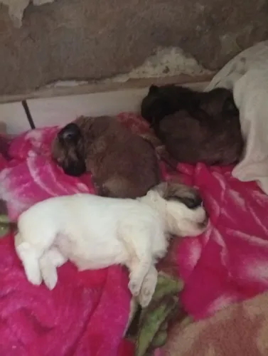 Filhotes de cachorro Lhasa Apso