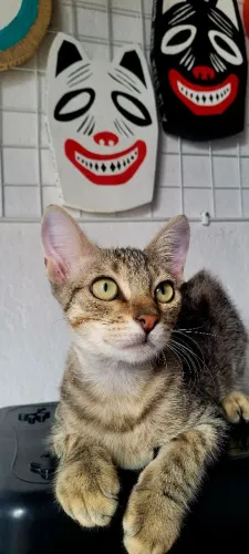 Gata castrada para adoção 