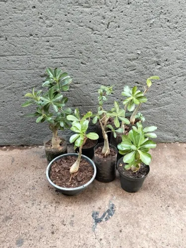 Rosa do deserto