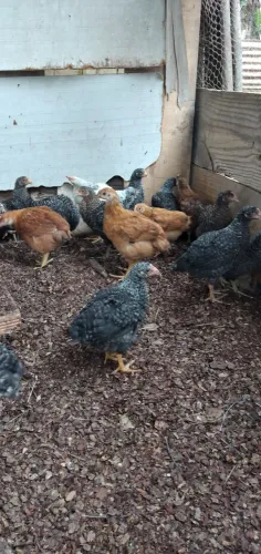 Em saquarema venda de pintinhos, galinhas e galos