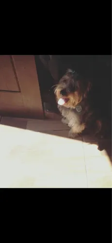 Cachorro para doação