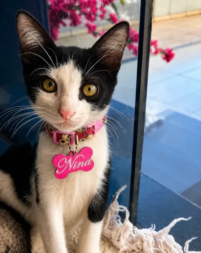 Gatinha doação 
