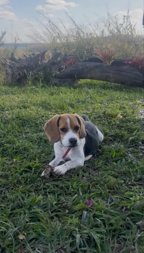 Fêmea Beagle 