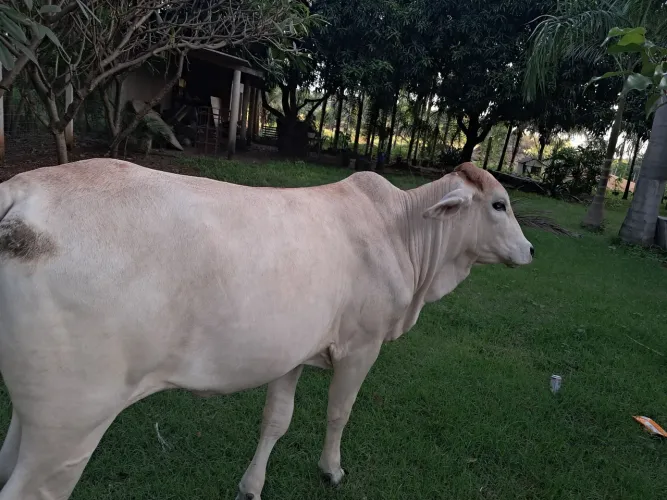 Serviço gerais