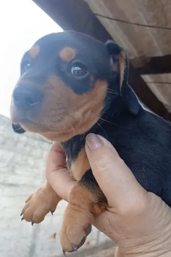 Basset cofap Dachshund Teckel 
