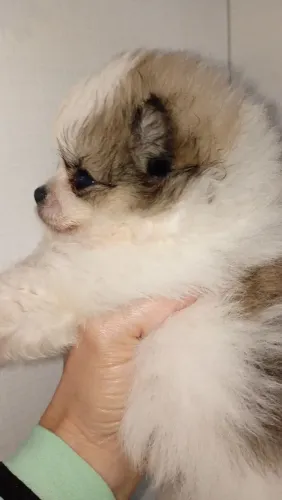 Lulu Pomerânia macho 
