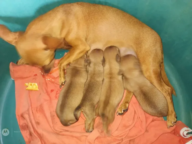 cachorro pinscher número 1 350 duas FM e dois machos