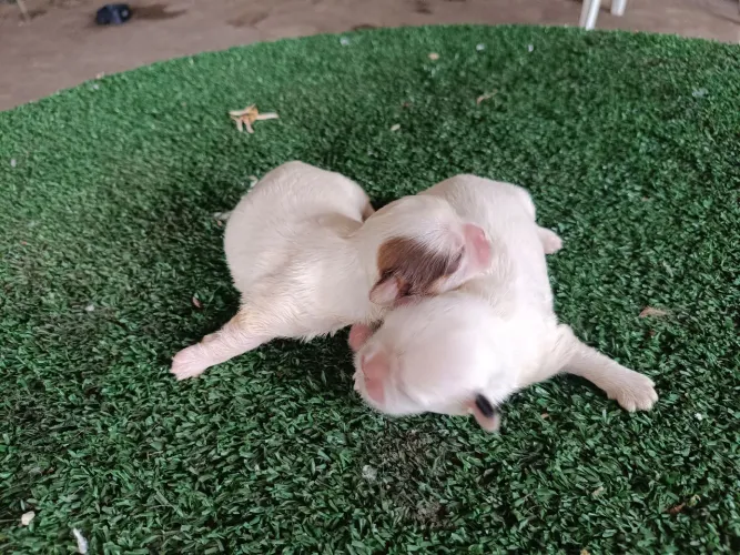 Lindo machinho micro Shitzu