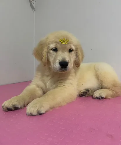 Filhotes de Golden Retriever com Pedigree Liberados