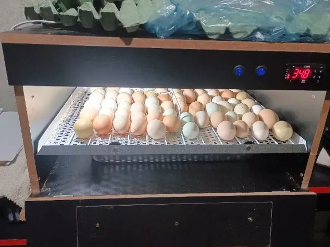 chocadeira  automática