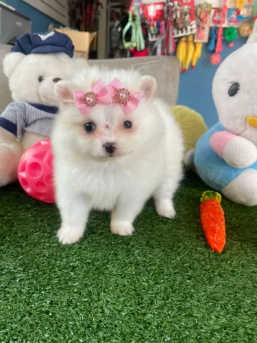 Spitz alemão fêmea disponível 