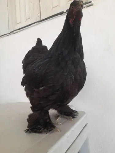 Galinha brahma