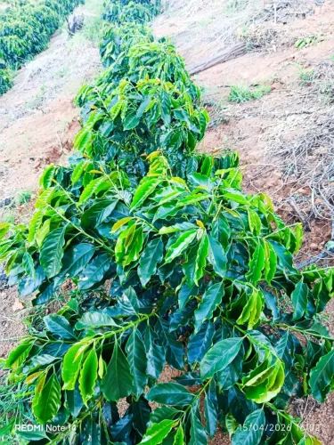 6 litros de terra e 3 mil pés de café!