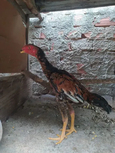 Frango índio