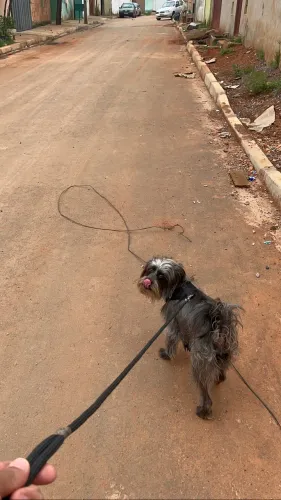 Cachorro perdido 