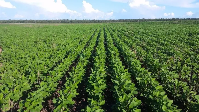 Vendo!!! fazenda agrícola de 13.530 hectares Sinop no estado do Mato Grosso - MT