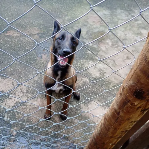 Cachorro 