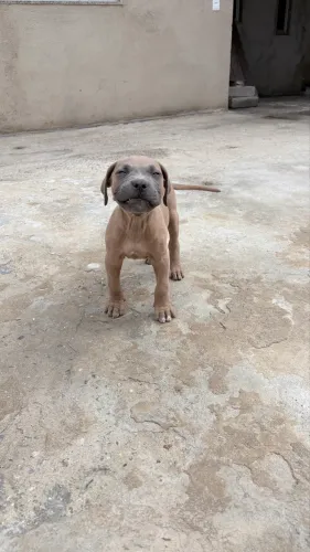 Bandog