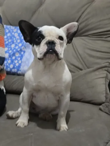 Fêmea buldogue francês