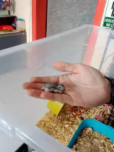 Hamster Anão russo