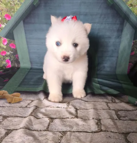 Linda Filhote Fêmea de Husky Siberiano - Um Olhar Único e Apaixonante