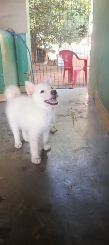 Husky siberiano disponivel pra venda