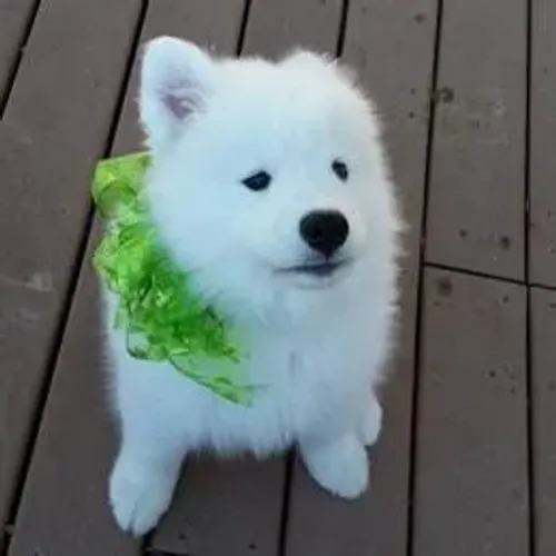 Samoyeda,Samoyeda Filhote Selecionado Alta Procedência