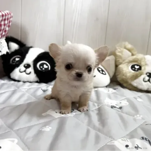 Cãozinho fofinho e brincalhão Chihuahua