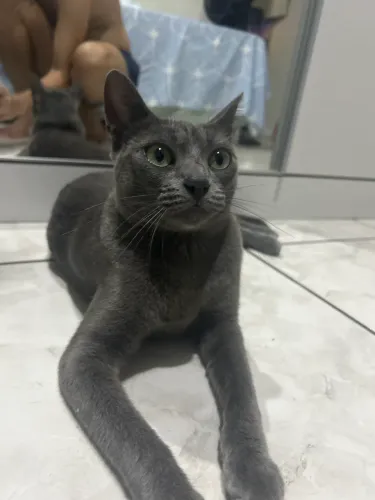 Vendo uma Gata
