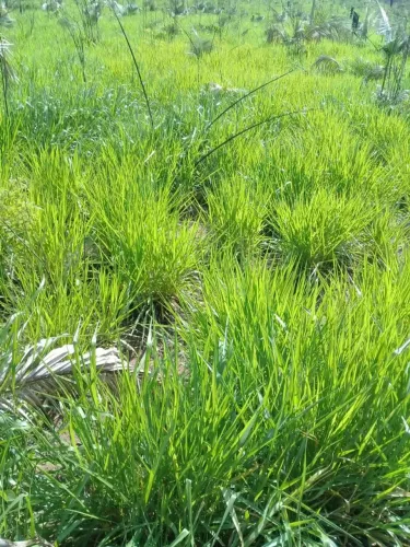 Vende-se fazenda as margens do rio curuatinga