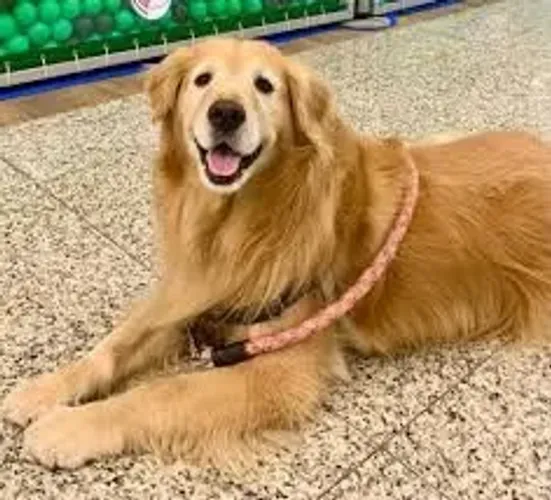 Doação de Golden *