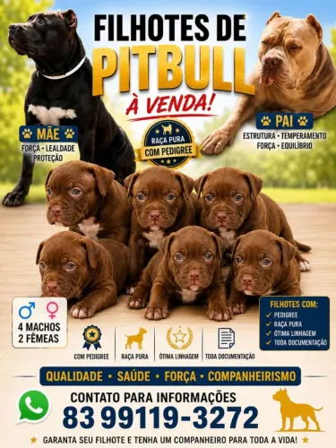 Filhotes de Pitbull Monstro com pedigree, raça Pura. Interessados chamar no WhatsApp