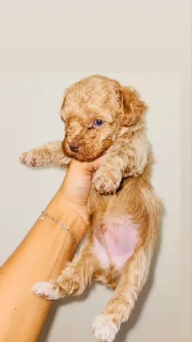 POODLE TOY COM FOCINHO CHOCOLATE E OLHOS AZUIS RARIDADE EM PROMOÇÃO