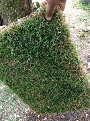 Grama São Carlos Ideal Para Jardins com Sombra 