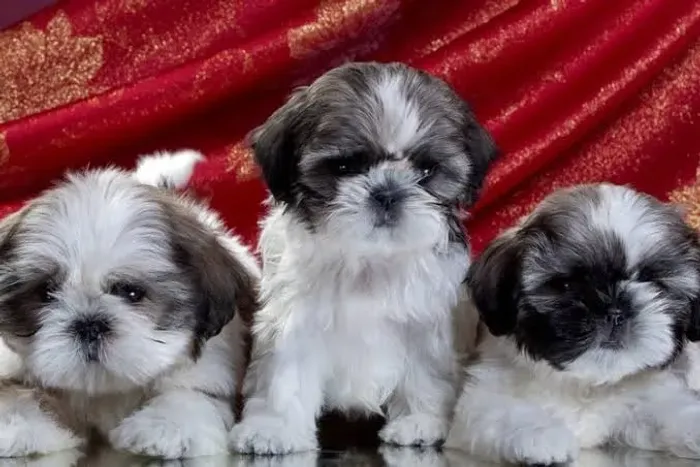 filhote Shih Tzu Machinho Porte Pequeno