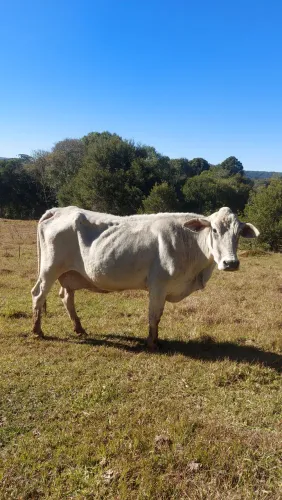 1 Vaca