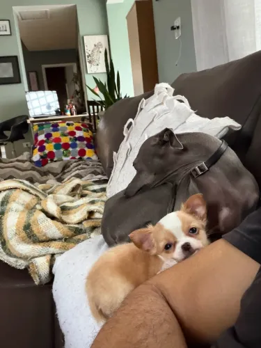 Chihuahua miniatura