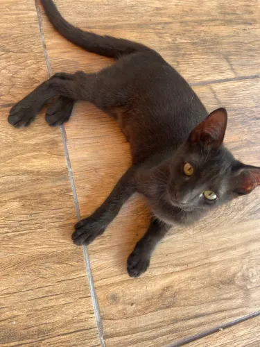 Adoção de gatinhos 