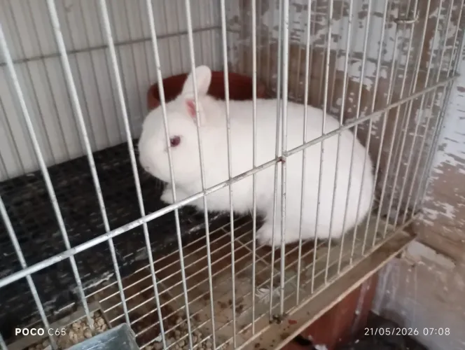 Coelhos 