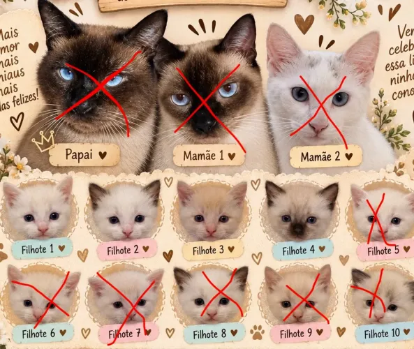 Doação de gatinhos