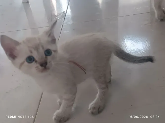 Doação gatinhos