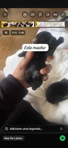 Cachorros 