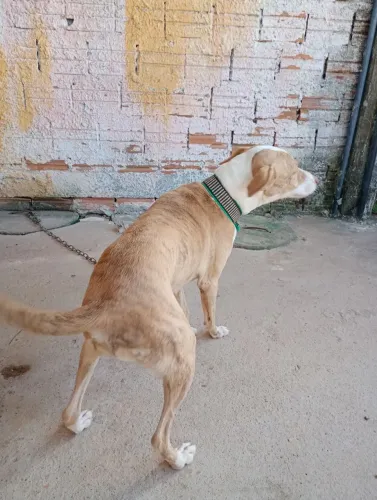 Doando Cachorrinha