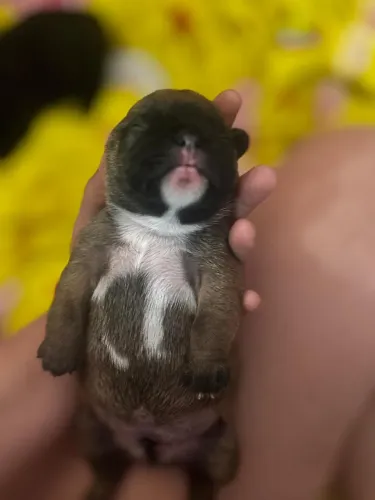 Filhote buldogue francês