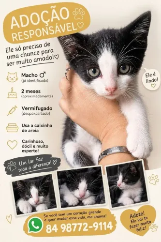 Adoção responsável