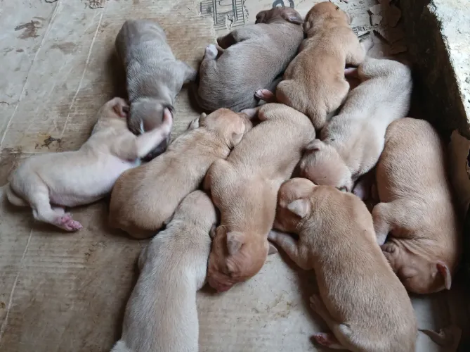 Vendo filhotes de pitbull .com 1 mes de nascido