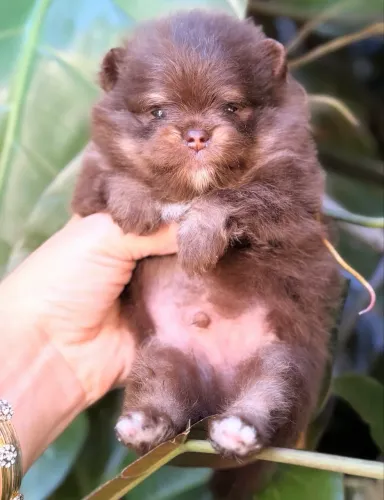 ? RESERVE HOJE O SEU BEBÊ DE 4 PATAS! Lulu da Pomerânea